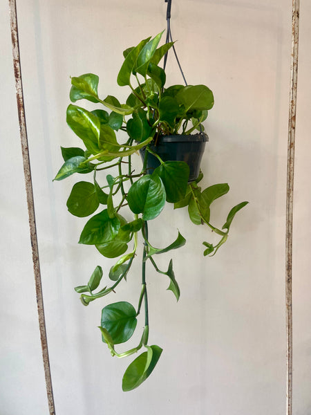 Epipremnum Global Green