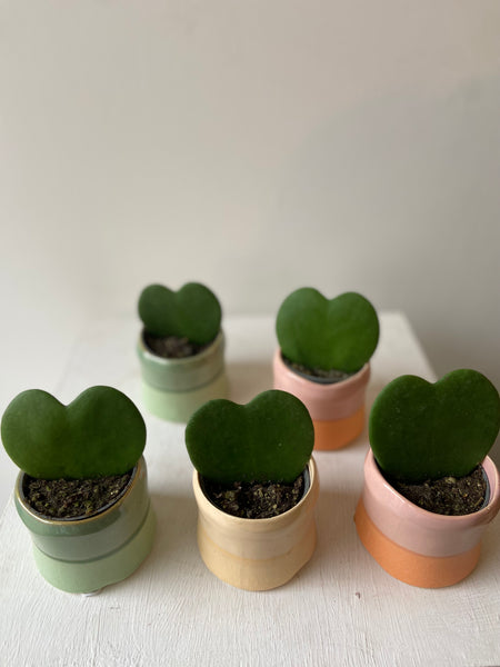 Hoya Kerrie Love Heart in Ceramic Pot