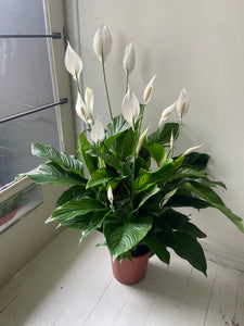 Peace Lilly (Spathiphyllum Sweet Lauretta) XL