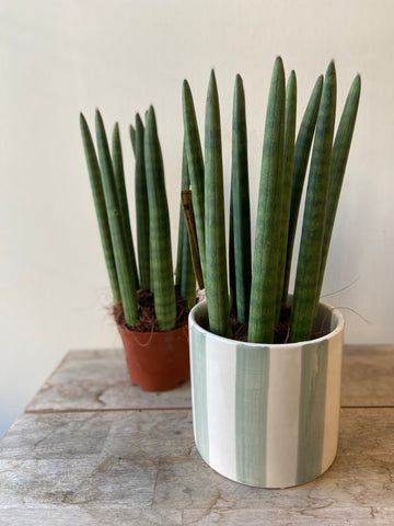 Sansevieria Cylindrica Straight