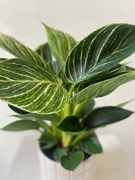 Philodendron White Wave