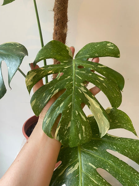 Monstera Thai Constellation (rare plant)