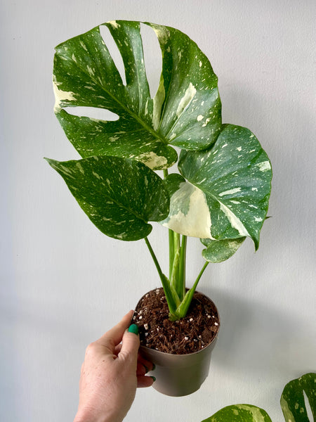 Monstera Thai Constellation