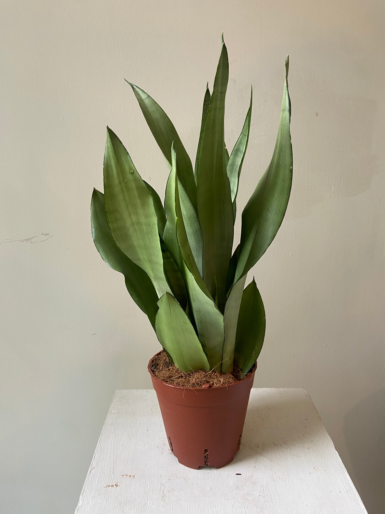 Sansevieria Trifasciata