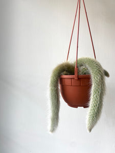 Monkey Tail Cactus