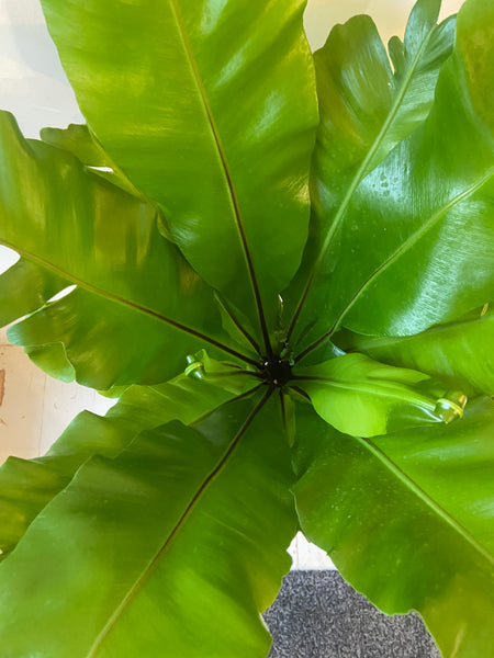 Asplenium Nidus