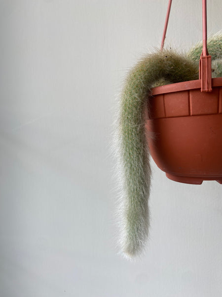 Monkey Tail Cactus