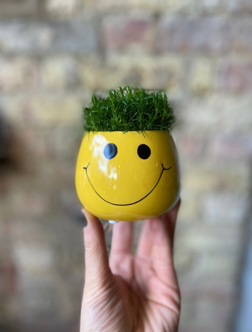 Smiley pot with Sagina plant