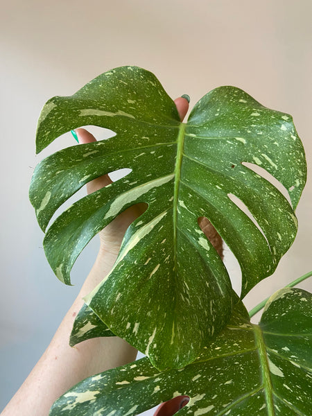 Monstera Thai Constellation (rare plant)