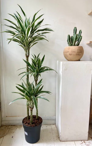 Dracaena White Stripe