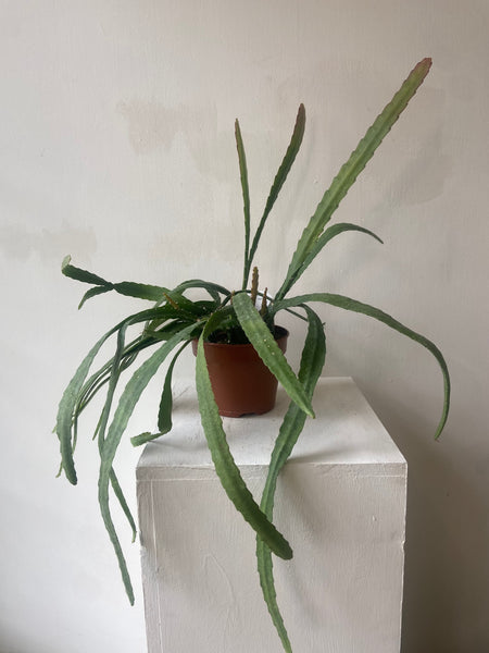 Epiphyllum Red Tip