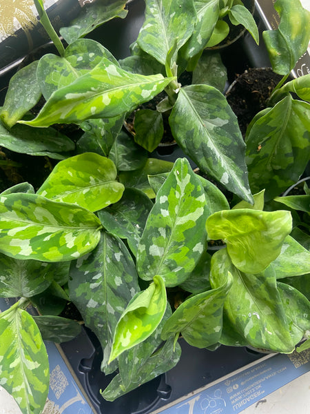 Aglaonema Pictus Tricolor Baby