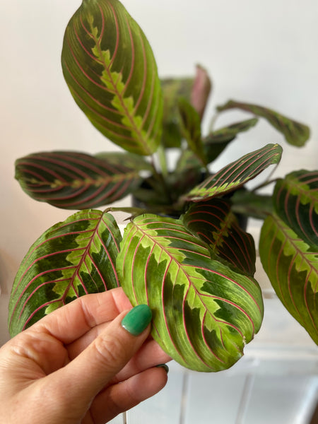 Maranta Leuconeura  Red Stripe