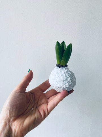 Hyacinth Snowball - white