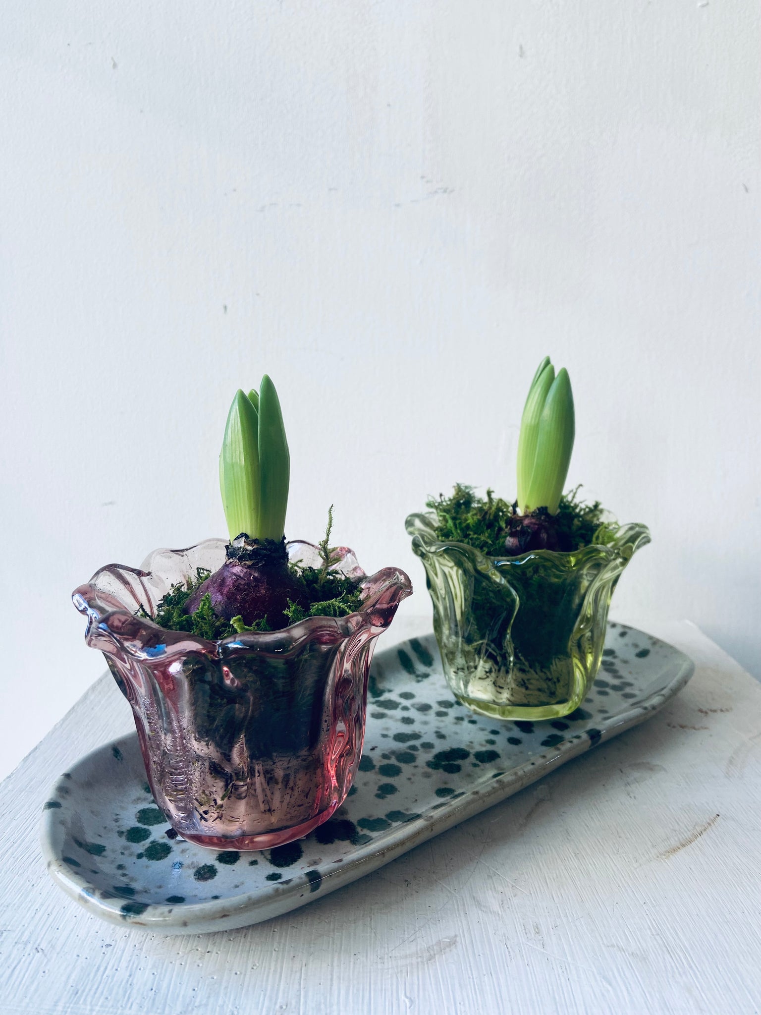 Hyacinth in glass vase