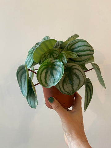 Peperomia  Argyreia - Watermelon Peperomia