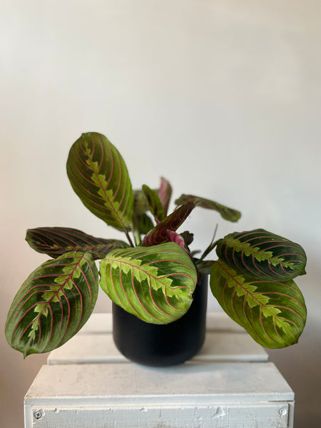 Maranta Leuconeura  Red Stripe