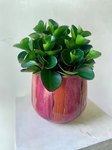 Nigel Pot  cerise