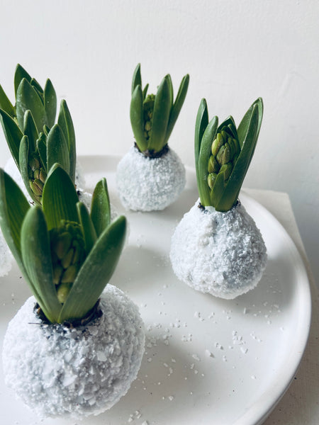Hyacinth Snowball - white