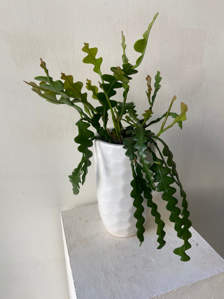Epiphyllum Anguliger  Fishbone Cactus