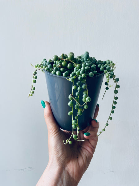 Senecio Rowleyanus 'String of Pearls'