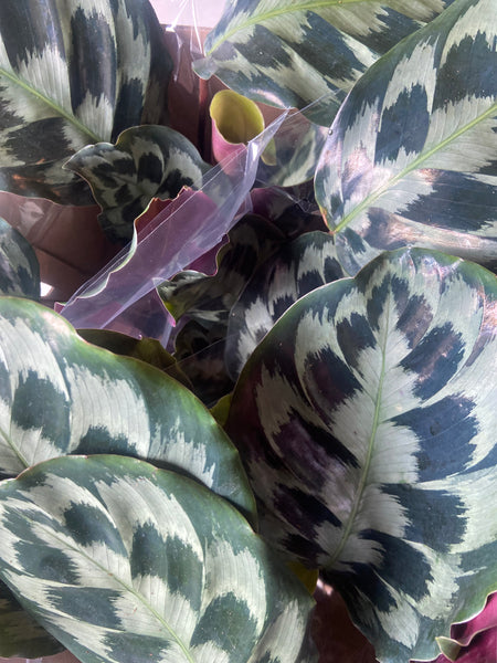 Calathea Kennedy