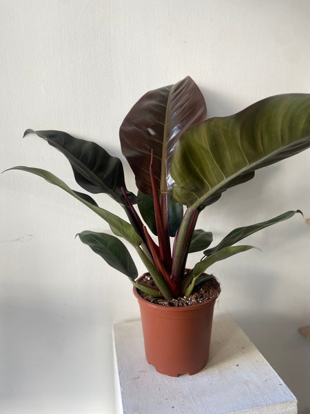 Philodendron Imperial Red
