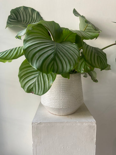 Ravello White Ceramic Pot in two sizes