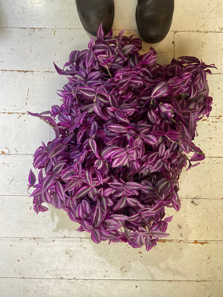 Tradescantia 'Pink Paradise'