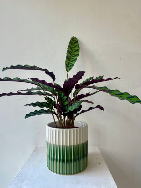 Green/White Ridged Pot