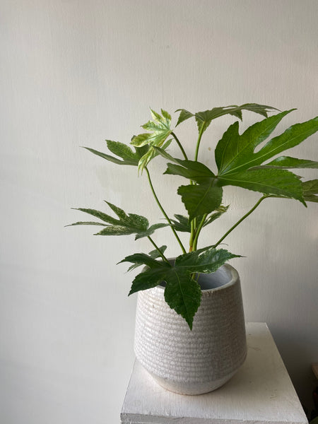 Fatsia japonica - Variegated Japanese Aralia