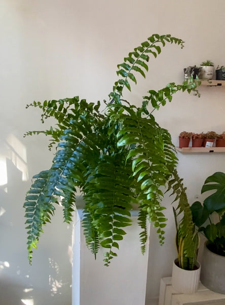 Nephrolepis Macho Fern