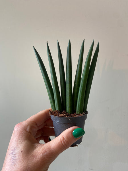 Sansevieria Cylindrica Mini