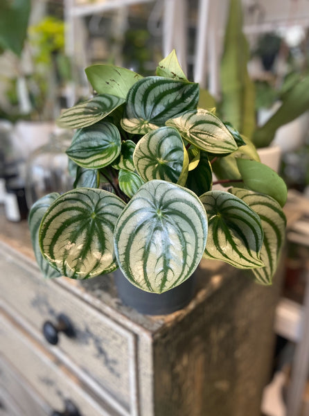 Peperomia  Argyreia - Watermelon Peperomia