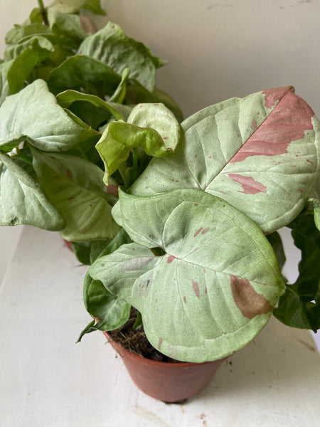 Syngonium Confetti