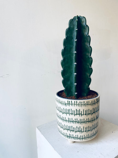 Cuddly Cactus (Cereus Jamacaru)