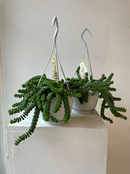 Crassula Hottentot (String of Buttons)