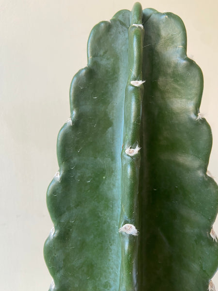Cuddly Cactus (Cereus Jamacaru)