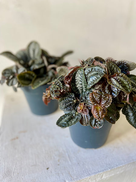 Pilea Norfolk