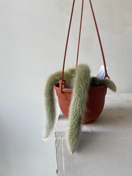 Monkey Tail Cactus