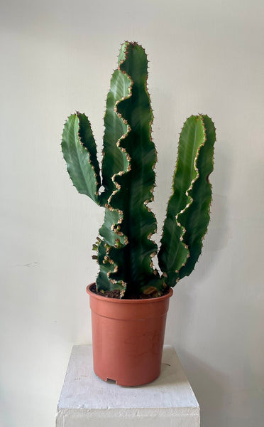 Euphorbia Ingens 'Cowboy Cactus'