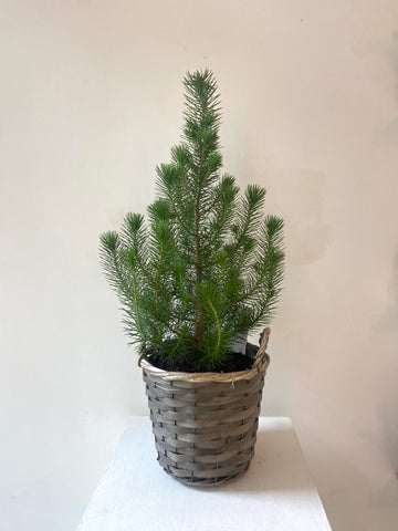 Pinus Pinea 'Silver Crest' and basket