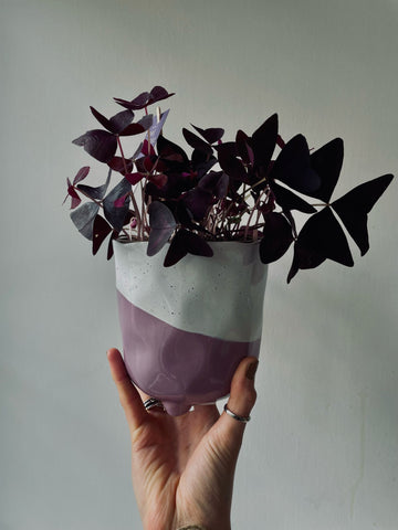 Oxalis Triangularis