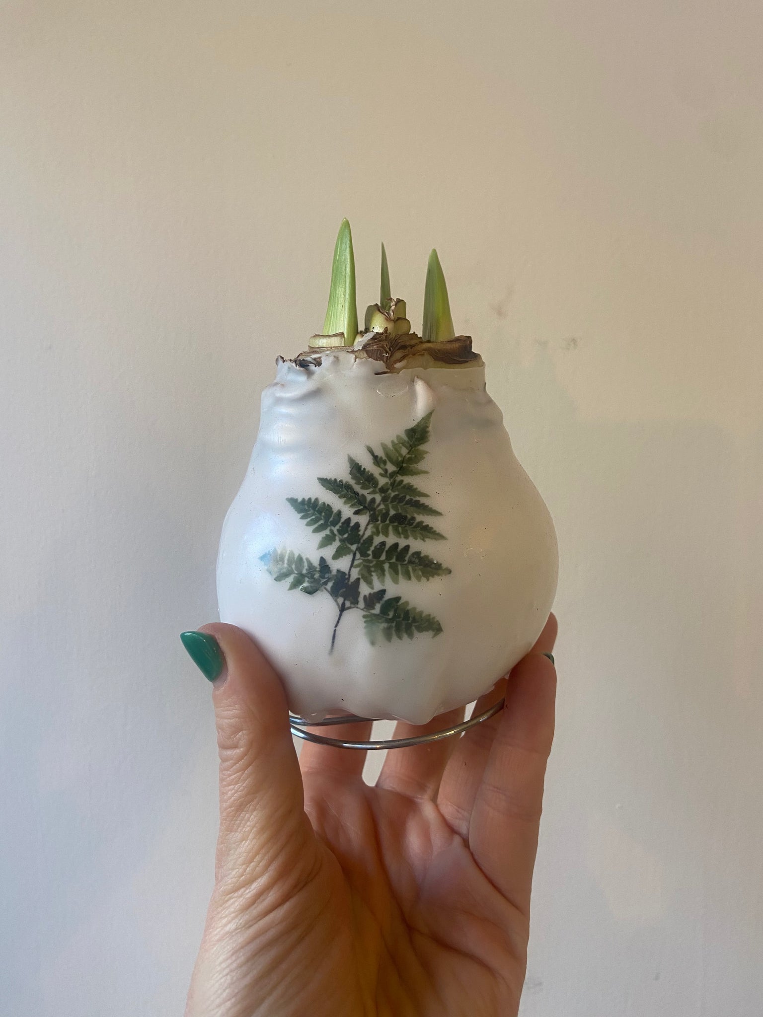 Amaryllis Bulb ‘Wax Botanical’