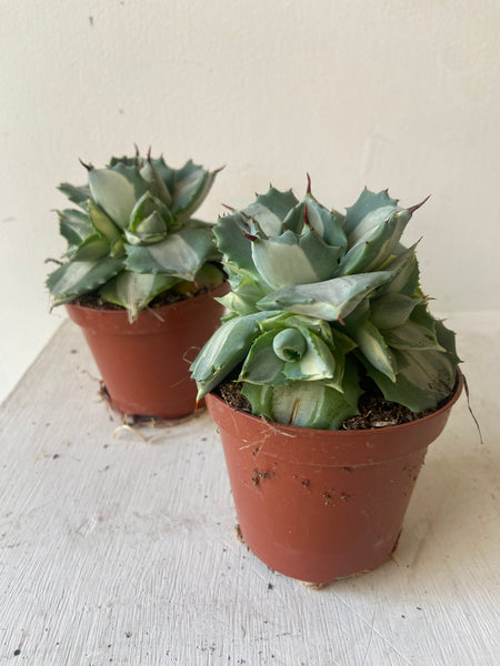 Agave Potatorum Ouhi-Raijin succulent
