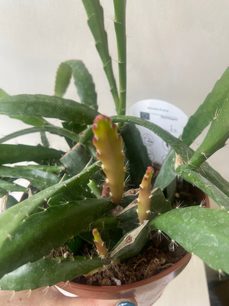 Epiphyllum Red Tip
