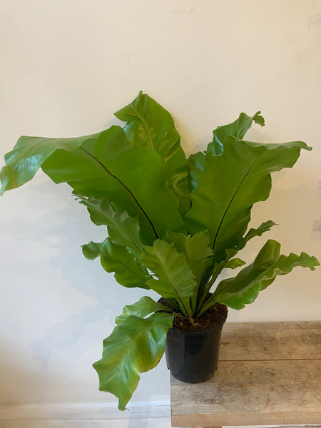 Asplenium Nidus