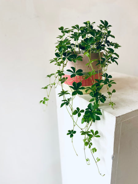 Cissus Striata