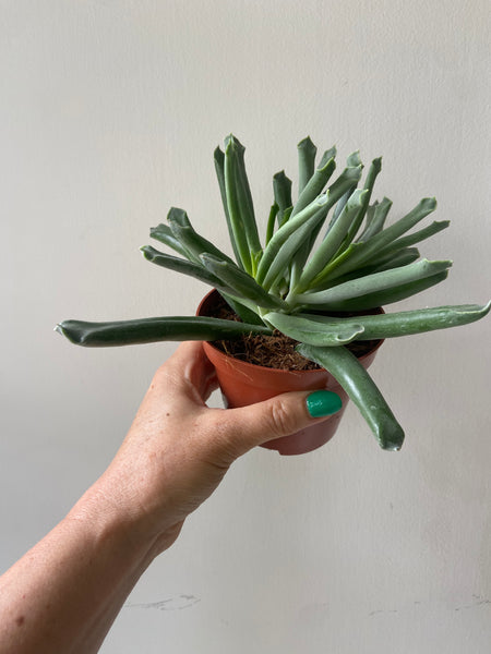 Cotyledon Elephants Trunk