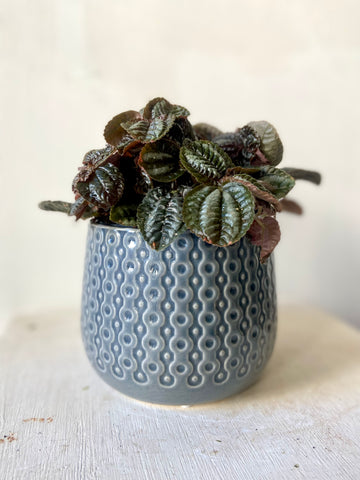 Pilea Norfolk